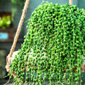 Live String of Pearls Plant, Green String of Pearls Succulent Plant for Planting 4 Inch Pot