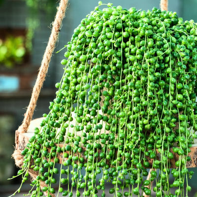 Live String of Pearls Plant, Green String of Pearls Succulent Plant for Planting 4 Inch Pot