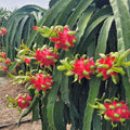3 Dragon Fruit Cuttings, White Dragon Fruit Plants Live from 10 to 12 Inches Long, Dragon Fruit Live Plants