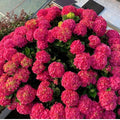 Pink to Deep Red Hydrangea Flower Plant Live 4" Pot, Hydrangea Shrub Flower Plants for Outdoor or Indoor Planting, Change Color Perennial Plant