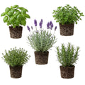 Set 4 Fresh Herb Plants, Fragrant Culinary Herb Collection 3-6 Inch Kitchen and Garden, Assorted Varieties, Bare Root