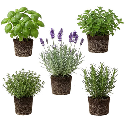 Set 4 Fresh Herb Plants, Fragrant Culinary Herb Collection 3-6 Inch Kitchen and Garden, Assorted Varieties, Bare Root
