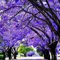 Blue Jacaranda Tree Live, Violet Jacaranda Mimosifolia Plant, 6-8 Inch Tall, Purple Blue Flowering Tree for Outdoor Landscaping
