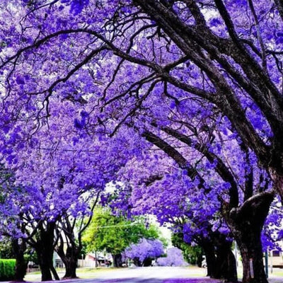 Purple Blue Jacaranda Tree, 6-9" Tall Jacaranda Seedling, Ornamental Tree for Garden and Yard