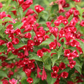 Red Weigela Live Plant for Garden, 4 Inch Pot Flower Plant, Red Weigela Bush Plants for Outdoor Garden