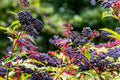 2 American Elderberry Plants Live for Planting, Black Elderberry Bush Live Plant 6 to 12 Inc Height, Bareroots