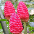 5 Shampoo Ginger Rhizomes, Live Awapuhi Ginger Roots for Planting, Zingiber Zerumbet Pinecone Ginger