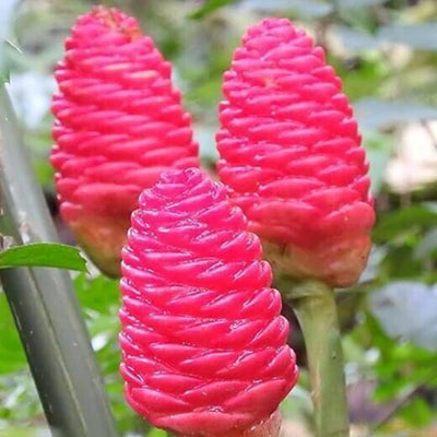 5 Shampoo Ginger Rhizomes, Live Awapuhi Ginger Roots for Planting, Zingiber Zerumbet Pinecone Ginger