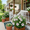 White Red Rose of Sharon Plant, Summer Bloom Garden Shrub, 6-12 Inch Tall
