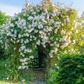 Rose Plant Live Ready to Plant, Fragrant Roses Flowers, in Pot, Ornamental Flowers Indoor Outdoor Home Garden (White Rose)