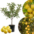 Live Gold Apple Tree Plant