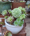 Easy Care Aeonium Plant Live 4” Pot, Rare Succulents Plants Live, Well Rooted, Easy Care House Plants (Green with White)