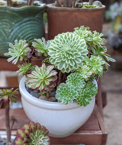 Easy Care Aeonium Plant Live 4” Pot, Rare Succulents Plants Live, Well Rooted, Easy Care House Plants (Green with White)