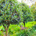 Bay Leaf Laurel Tree Live Plant, 8-10" Sweet Bay Laurus Nobilis for Indoor or Outdoor Growing, Culinary Bay Leaf Plant