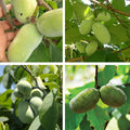 2 Bare Roots, Paw Paw Plants Live, Common Pawpaw Tree Live Plants, 6 to 11 Inc in Height