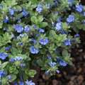 Set of Live 2 Evolvulus Blue Daze Plant, Blooming Perennial Evolvulus Plants, 4-6 Inches Tall, Well Rooted for Outdoor Growing