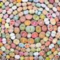 30 Rare Lithops Succulents Plants Live, Multicolor Lithops Live Plants Living Stone for Indoor Gardens
