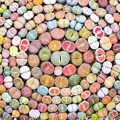 30 Rare Lithops Succulents Plants Live, Multicolor Lithops Live Plants Living Stone for Indoor Gardens