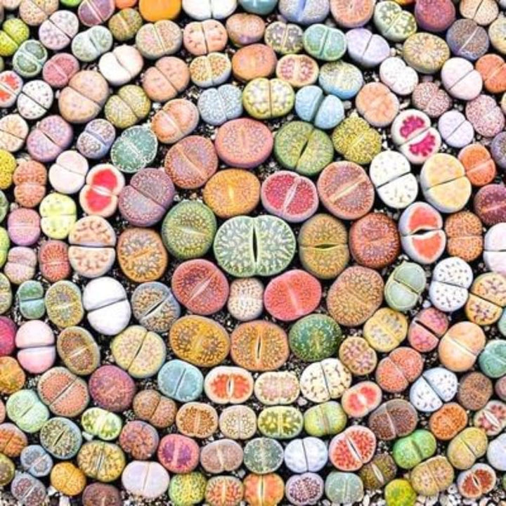 30 Rare Lithops Succulents Plants Live, Multicolor Lithops Live Plants Living Stone for Indoor Gardens