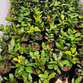 Sweet Bay Laurel Herb Plant, 1 Year Old Laurus Nobilis, 8"-10" from Bottom Pot Bay Leaf Live Plant, Zone 8-11, Bay Leaf Tree for Indoor Outdoor Planting