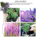 4 Lavender Plants Live Outdoor Indoor, Cold Hardy Fragrant Perennial Herb for Garden and Landscape, 4-8 Inch Tall (Phenomenal Lavender)