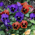 Pack of 2 Pots Pansies Live Plant, Pansy Flower Plant, Vibrant Blooms Pansies Plants for Outdoor Garden