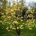 Yellow Bird Magnolia Tree Live Plant, Magnolia Tree Shrub Plant in 2.5" Pot, 6-12 Inches