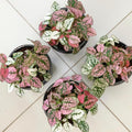 Rose Polka Dot Plant Live, Variegated Hypoestes Rare Indoor Houseplant, 2.5'' Pot