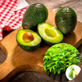 HASS Avocado Tree Live Plant, Avocado Seedling in 4-Inch Pot, 6-10” Tall Well-Rooted Avocado Plant for Indoor or Outdoor Growing