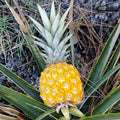 Set of 2 Pineapple Live Plant, Pineapple Gold Fruit Tree Plant, Sweet Fruit, 4-7 Inches Tall for Growing