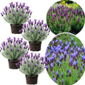 2 Plugs Lavender Plants Live Starter Plants 1-3" in Tall, Hardy Perennial Lavender for Garden and Landscape with Fragrant Purple Blooms, No Pot (Blue)