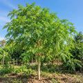 Live Moringa Tree, Moringa Oleifera Plant, 4-8 Inches Tall