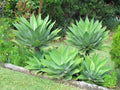 Large Green Foxtail Agave Live Plant, 1 Year Old Perennial Live Succulent in 4" Pot, 7-8 Inches in Tall, Indoor Outdoor Planting