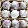 1 Pound Hard Neck Garlic for Planting in Fall, Big Garlic Bulb for Planting, Fresh and High Yield, Cold Hardy, Planting Softneck Hardneck