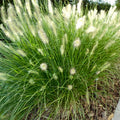 Miscanthus Grass, Hameln Dwarf Fountain Grass Hameln Live Grass Plants in 4 Inches Pot