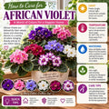 Pink African Violet Plant Live, Pink Violet Flower, 3-5 Inches Tall