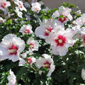 3 White Red Rose of Sharon Live Plant, Ornamental Flower Shrub, 2 Inch Tall
