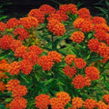 Set 3 Milkweed Plants Live, Red Milkweed Flower Live Plant for Outdoor Indoor Gardening, Well Rooted, 4''