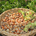 Hardy Hazelnut Tree Plant Live Bare Root 1-2 Feet Tall