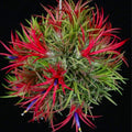 Air Plants Live Houseplants for Garden, 20 Tillandsia Air Plants Live, Purple Red Air Plant for Planting Gardening Outdoor, 2 to 3 Inc Long