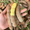 Tamarind Tree Live Plant for Planting, 5 to 8 Inc Tall, Tamarind Plant Outdoors