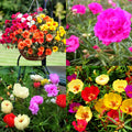 2 Random Moss Rose Plants Live, Moss Rose Purslane Flower Plant in 4 Inch Pot, Ground Cover Plant, Ideal for Containers, Hanging Baskets and Garden Beds, 4-8 Inches Tall