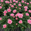 Mini Rose Plant Live, Miniature Rose Bush in 3.5" Pot, Spring Blooming Mini Rose, 4–5" Tall, Indoor Outdoor Flowering Plant for Home Garden