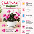 Pink African Violet Plant Live, 4 Inch Pot, Indoor Flowering Plant