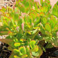 Jade Plant, Crassula Jade Plant, Crassula Succulents Plants Live for Indoor or Outdoor Houseplant, 4 Inch Pot
