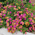 Set 3 Lantana Plants Live, Pink Lantana Flower Live Plants Well Rooted from 4 Inc Tall