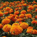 Bright Orange Marigold Plants Live, Marigold Flowering Plant 3-5'' Tall, 2 Plants per Pot, Zones 9-11