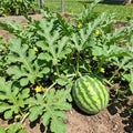 2PPP Sweet Watermelon Live Vine Plant, Watermelon Fruit Plant Live 4-7" Tall in 4" Pot, Red Sweet Fruit, Fast Growing Outdoor Garden Plant