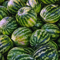 2 Red Watermelon Plants Live, 4'' Pot, Watemelon Fruit Garden Starter Plant