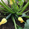 Green Summer Squash Live Plant in 4 Inch Pot, 4-6" Tall Zucchini